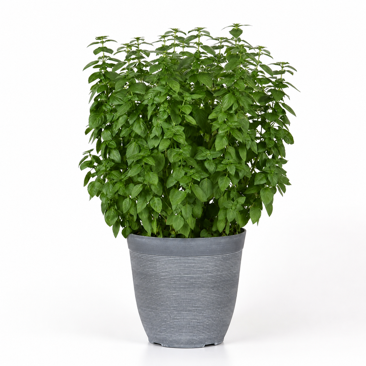 Basil Everleaf Lemon Seeds - Ubuntuberg Seeds product image