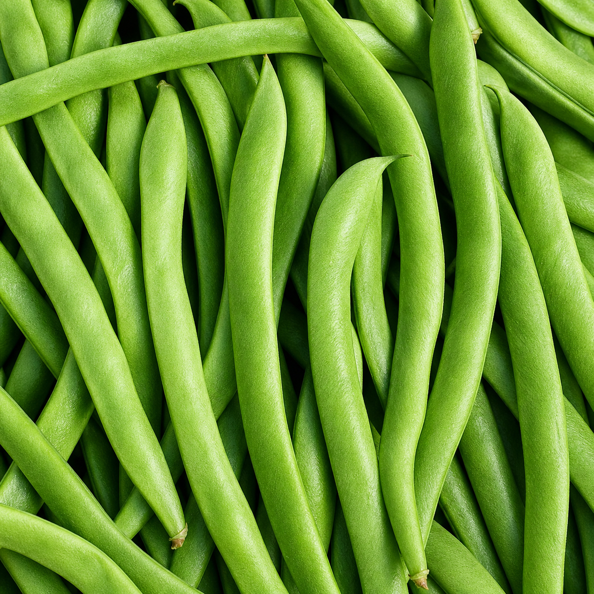 BEANS RUNNER LAZY HOUSEWIFE