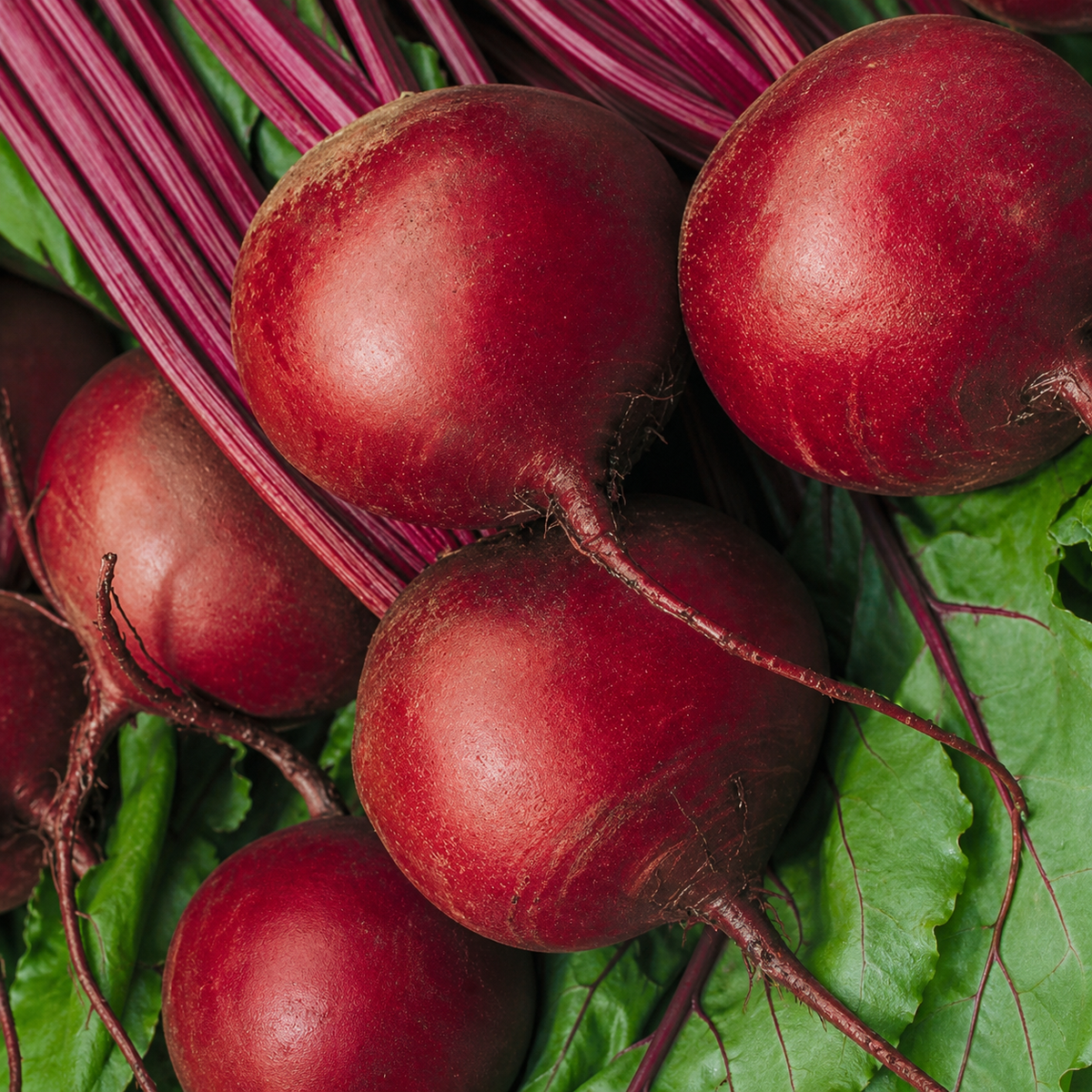 BEETROOT DETROIT DARK RED