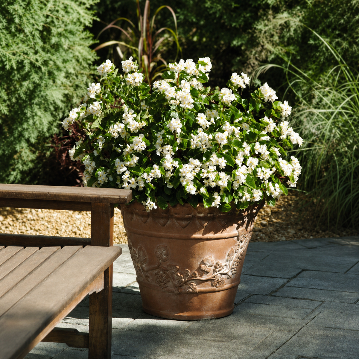 BEGONIA BABY WING WHITE