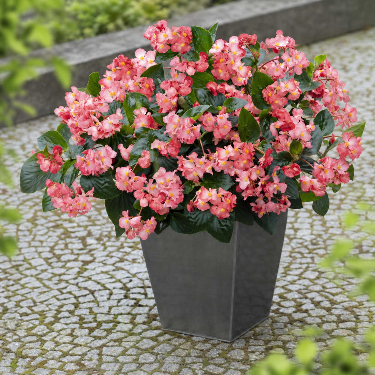 BEGONIA BIG GREEN LEAF PINK