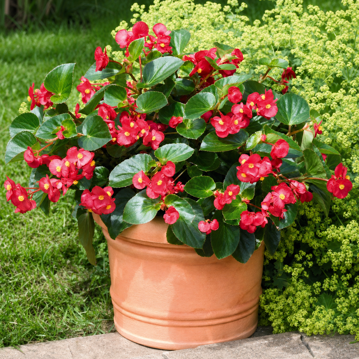 Flower Seeds - GARDENING.co.za – Page 2