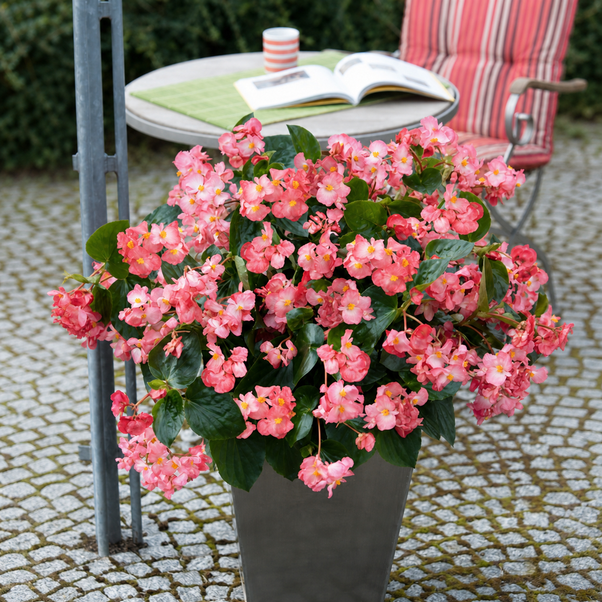 BEGONIA BIG GREEN LEAF ROSE
