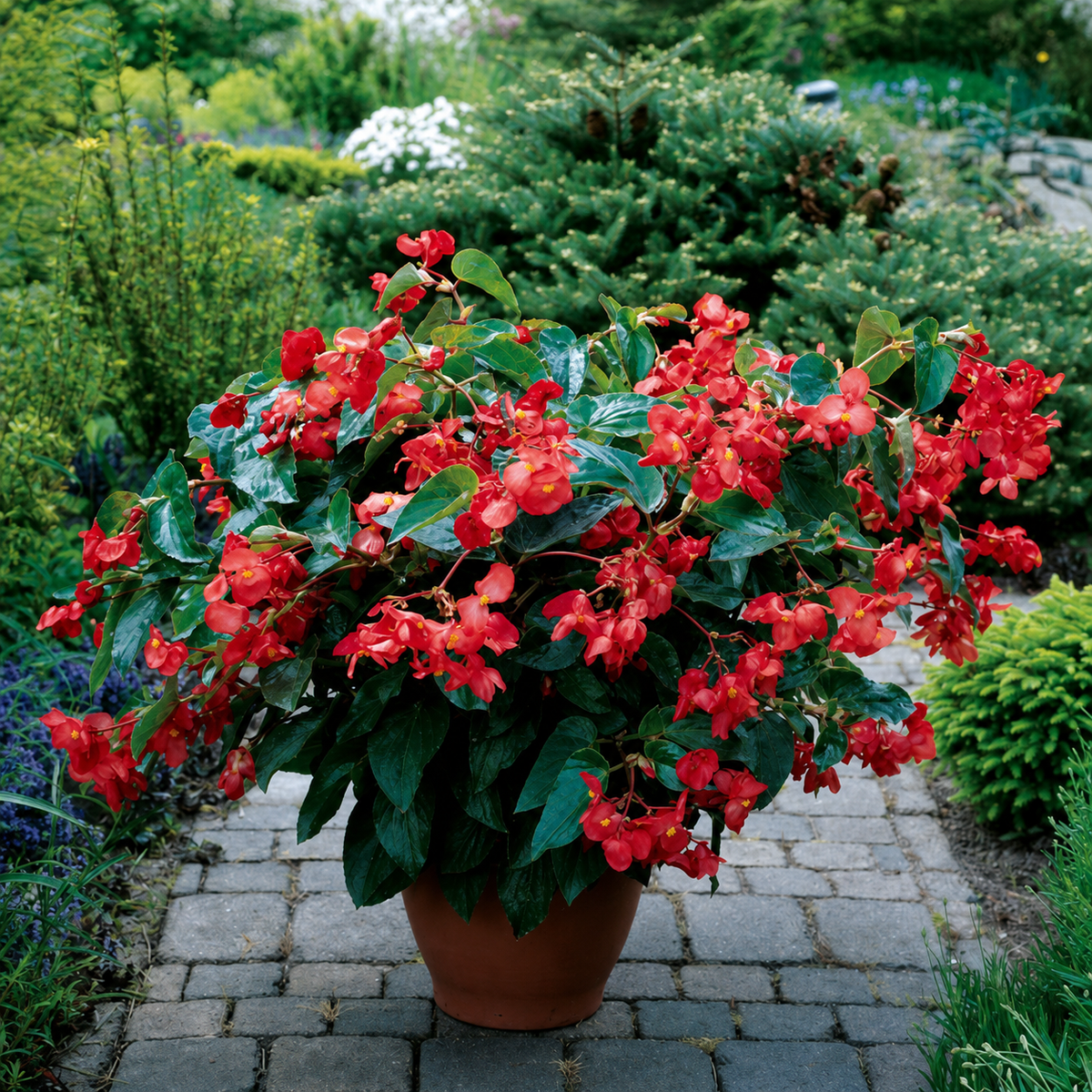 BEGONIA DRAGON WING RED