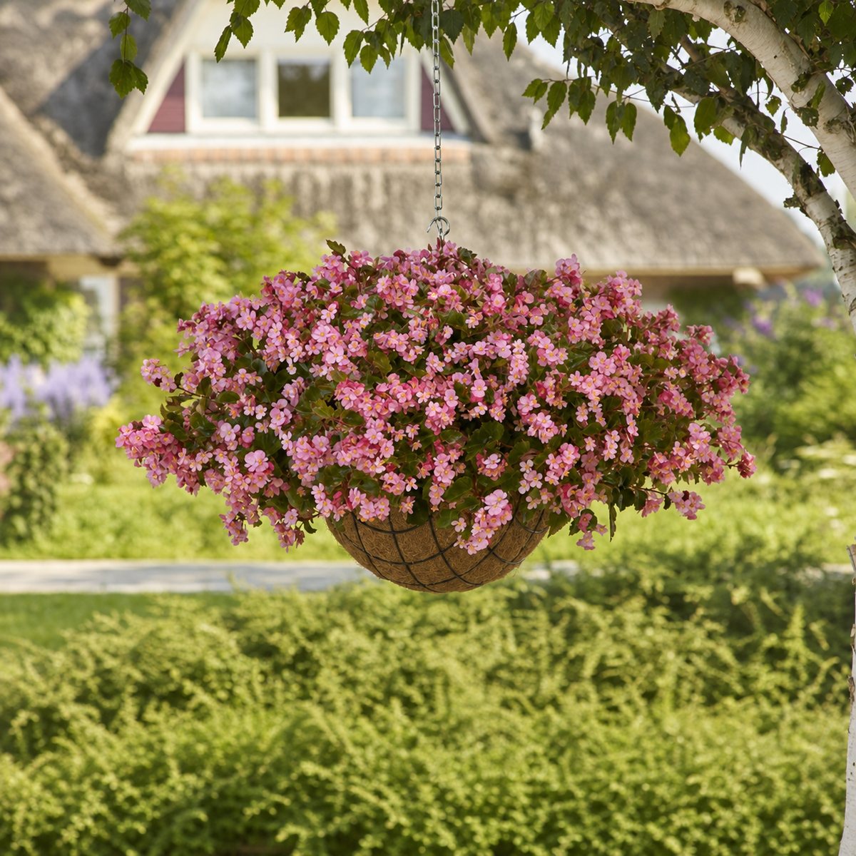 Begonia Hula Pink