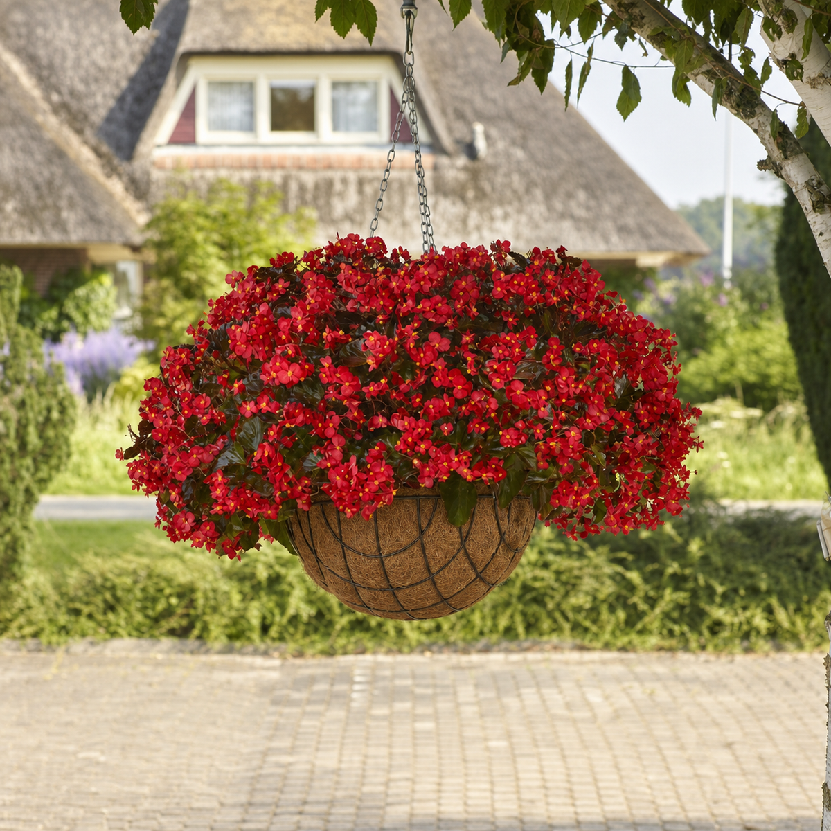 Begonia Hula Red