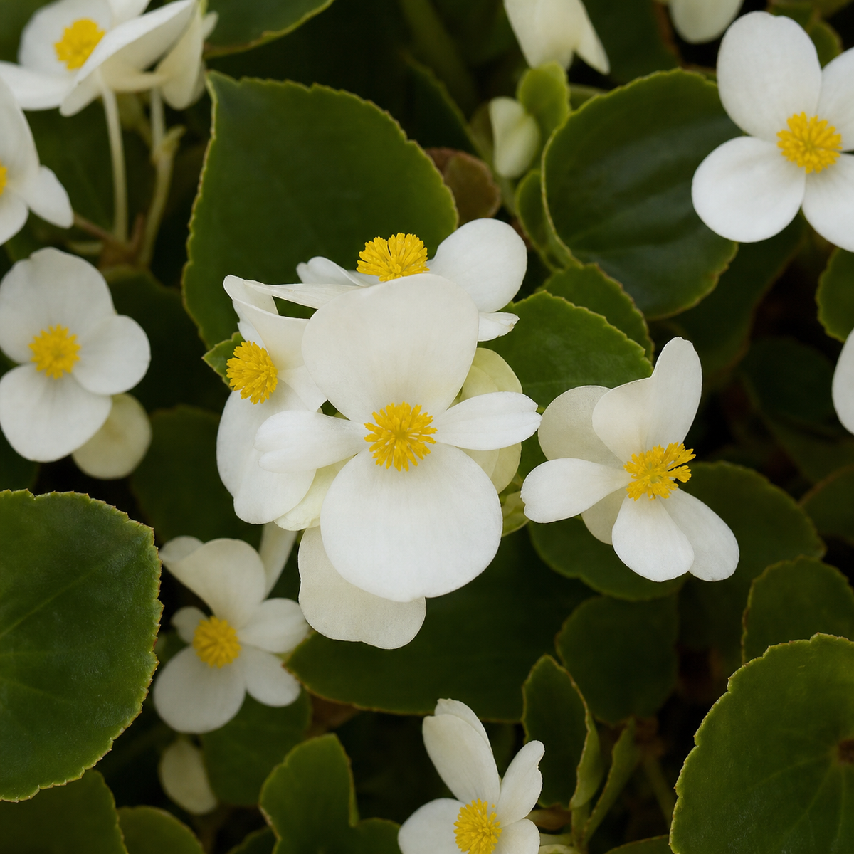 Ubuntuberg Begonia Hula White Seed