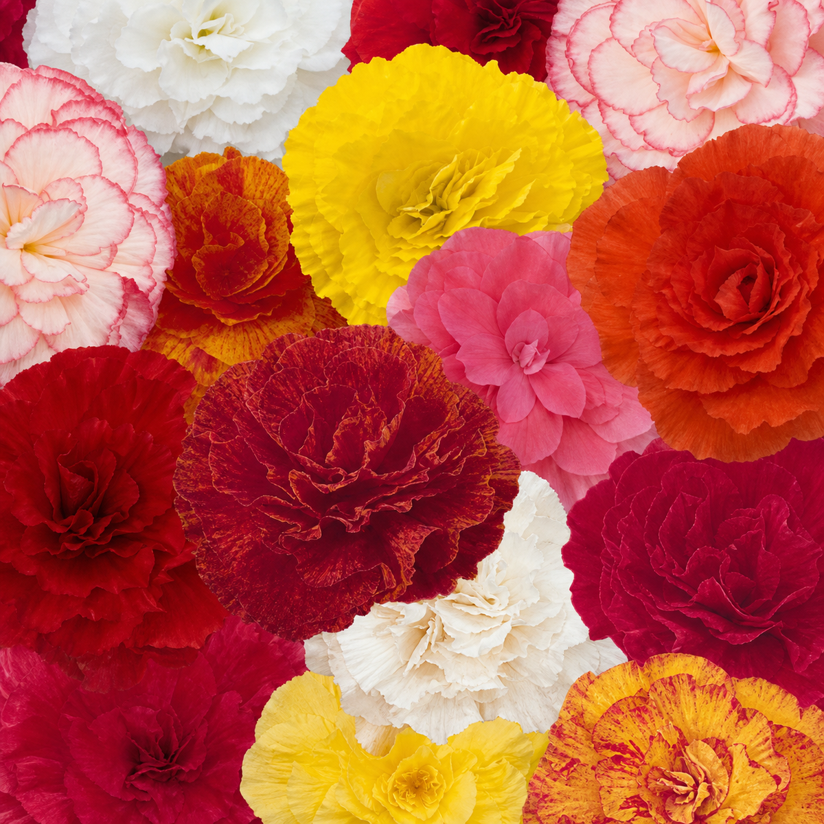 Begonia Nonstop Mix