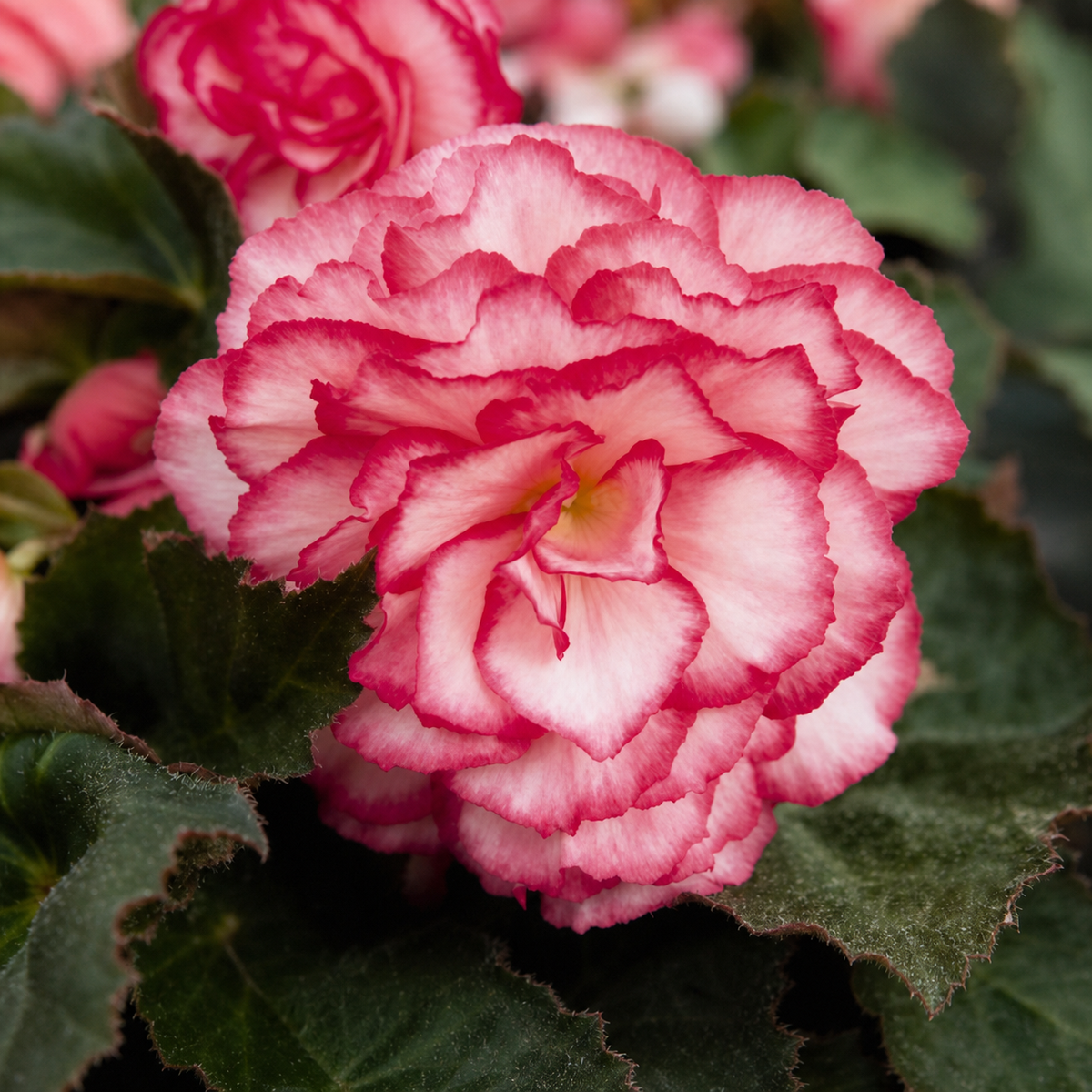 Begonia Nonstop Rose Petticoat