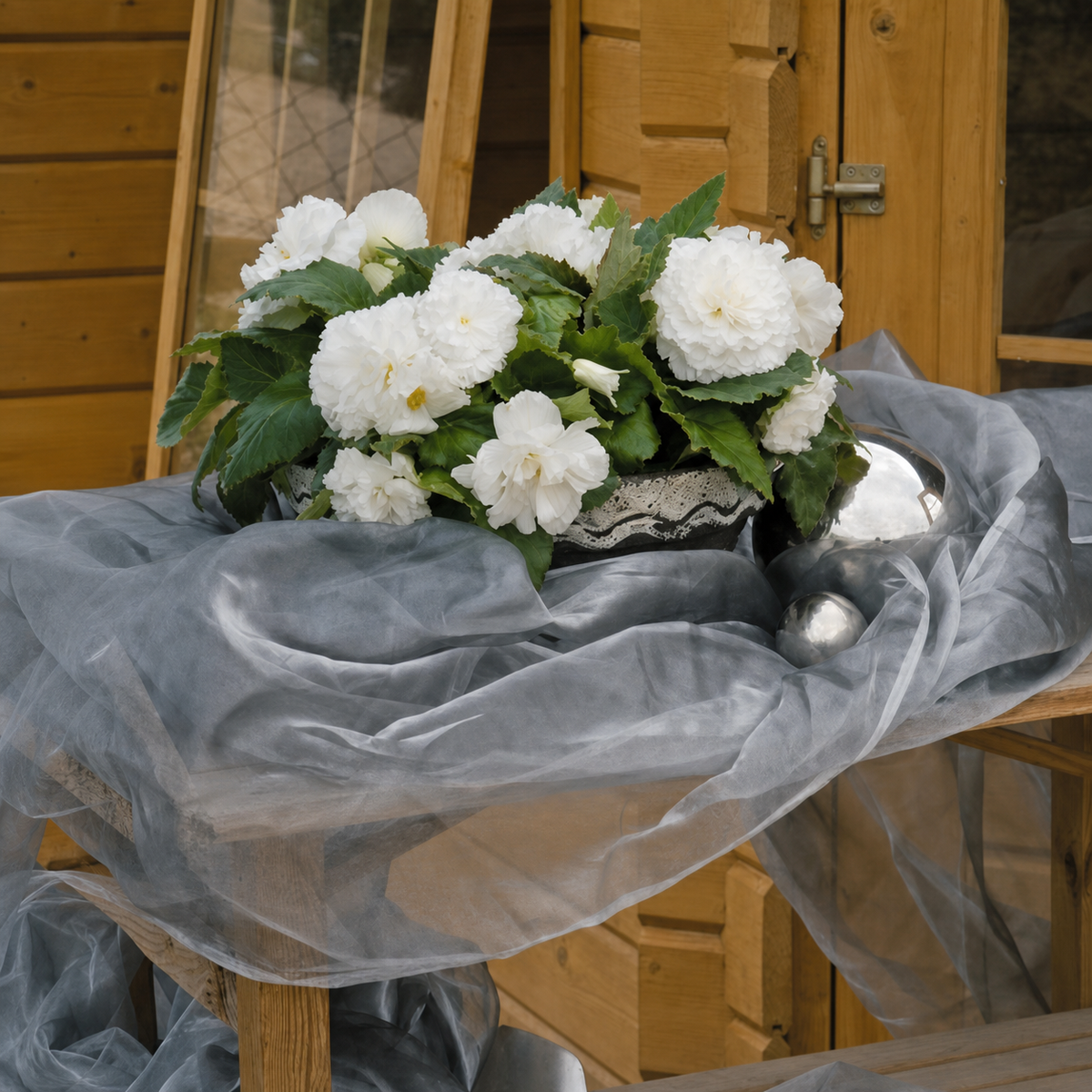 Begonia Nonstop White
