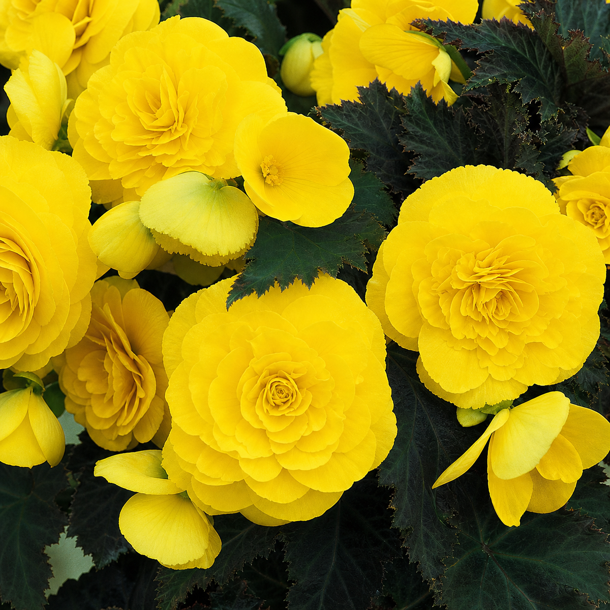 Begonia Nonstop Yellow
