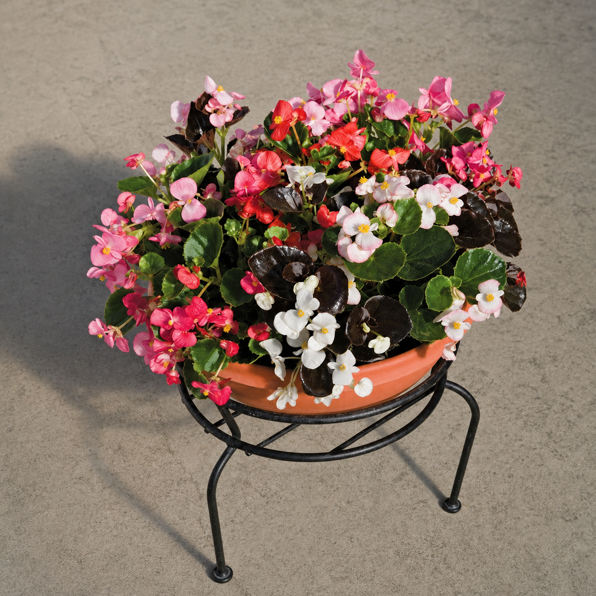 Pink, red and white Begonia Planet Mix flowers in a terracotta pot