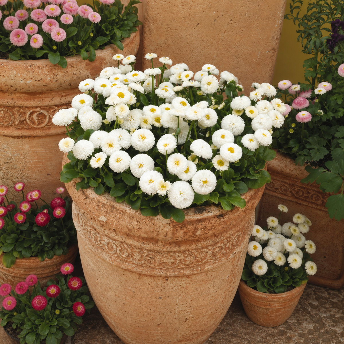 Bellis Bellisima White Seeds - Ubuntuberg Seeds product image