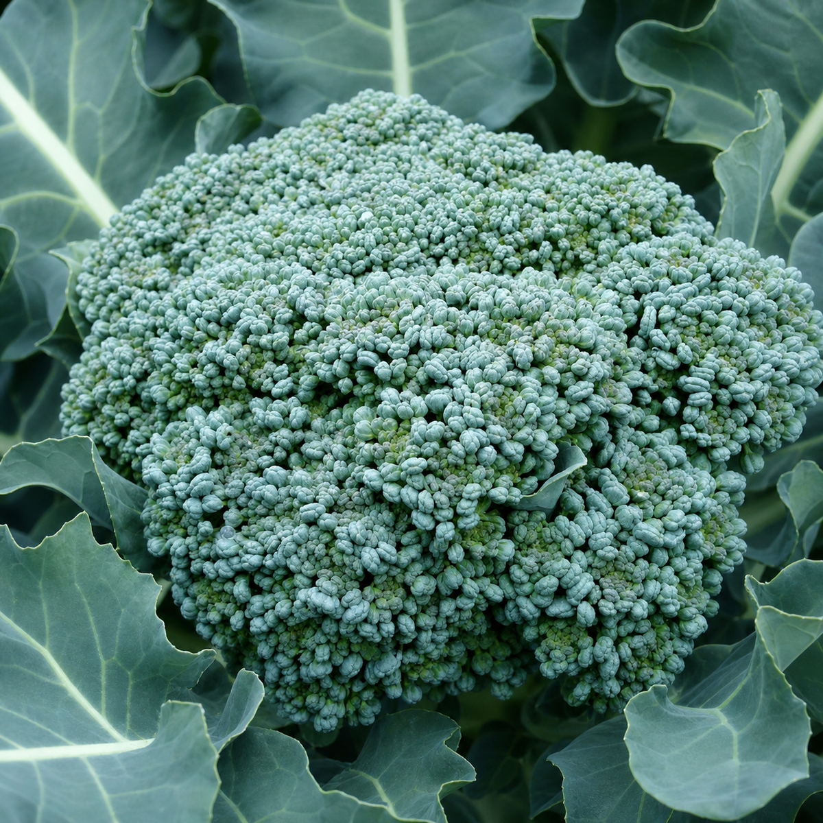 BROCCOLI GREEN SPROUTING CALABRESE