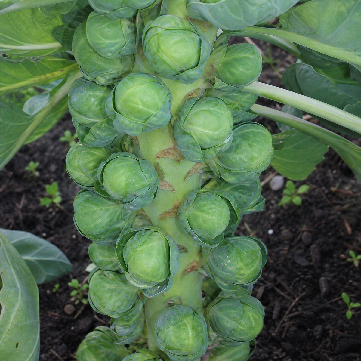 BRUSSEL SPROUTS LONG ISLAND
