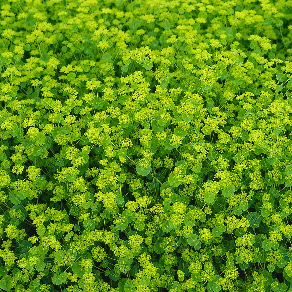 Bupleurum Griffitti