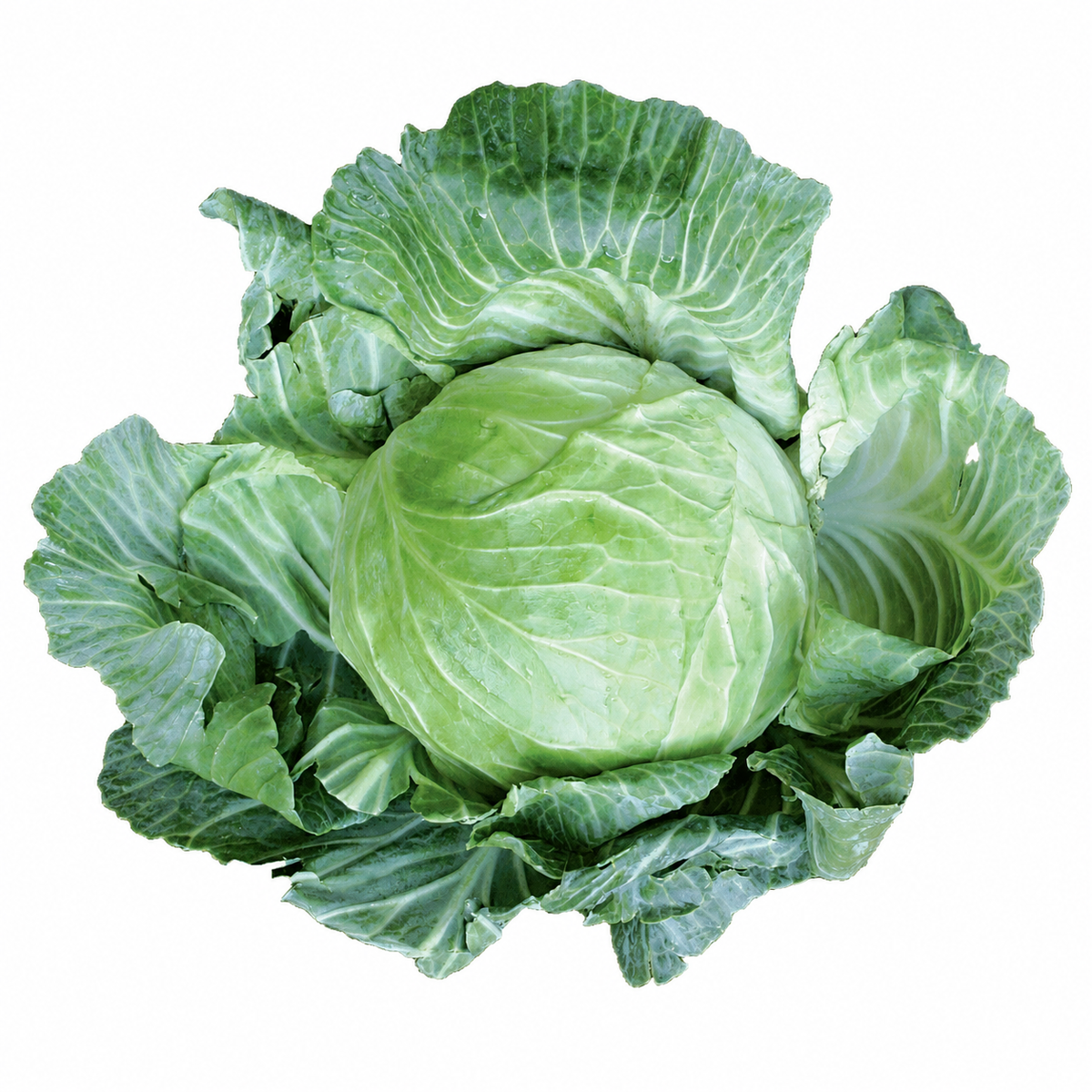 CABBAGE COPENHAGEN MARKET