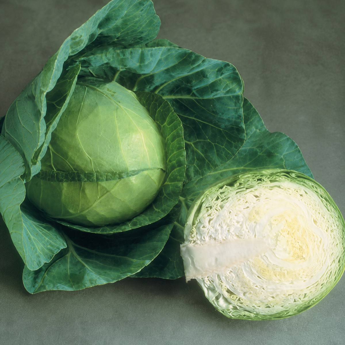 Cabbage Glory Of Enkhuizen