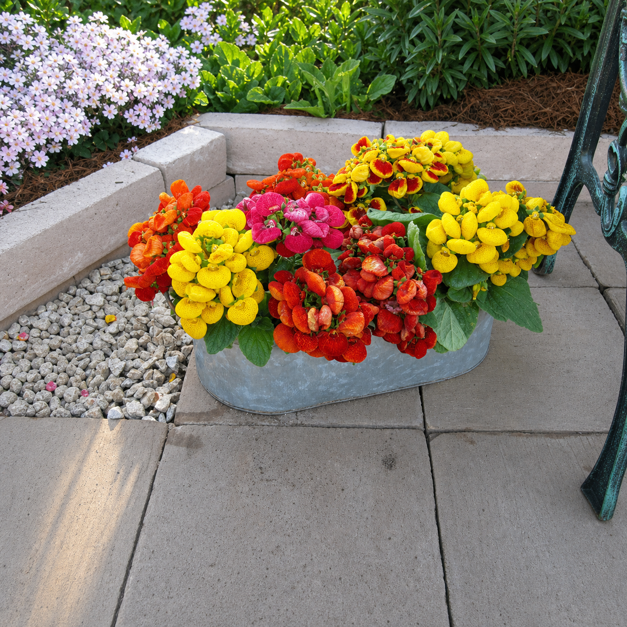 Flower Seeds - GARDENING.co.za – Page 2
