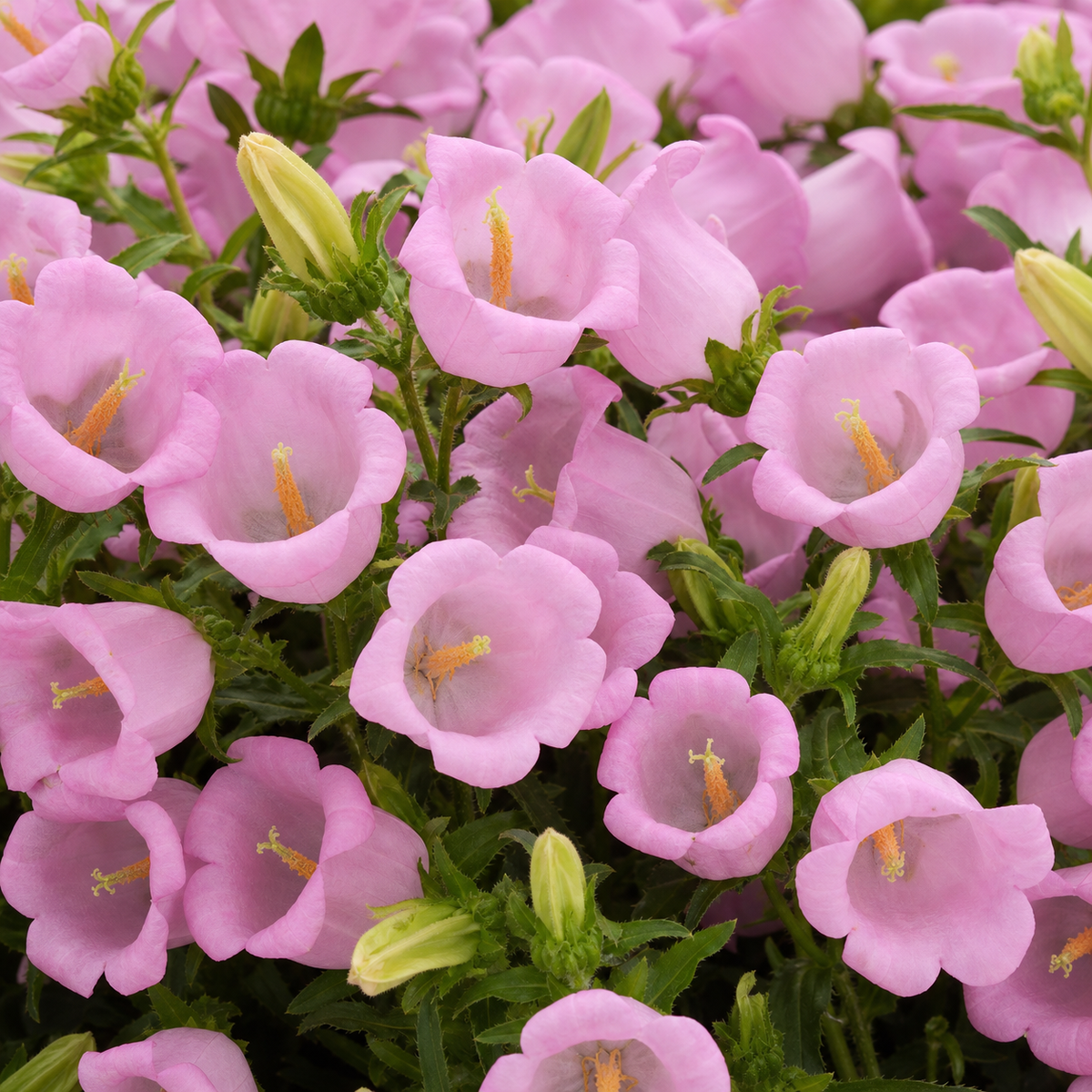 Campanula Campana Pink