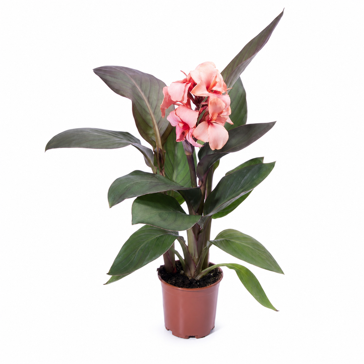 Canna Cannova F1 Bronze Peach Seeds - Ubuntuberg Seeds product image