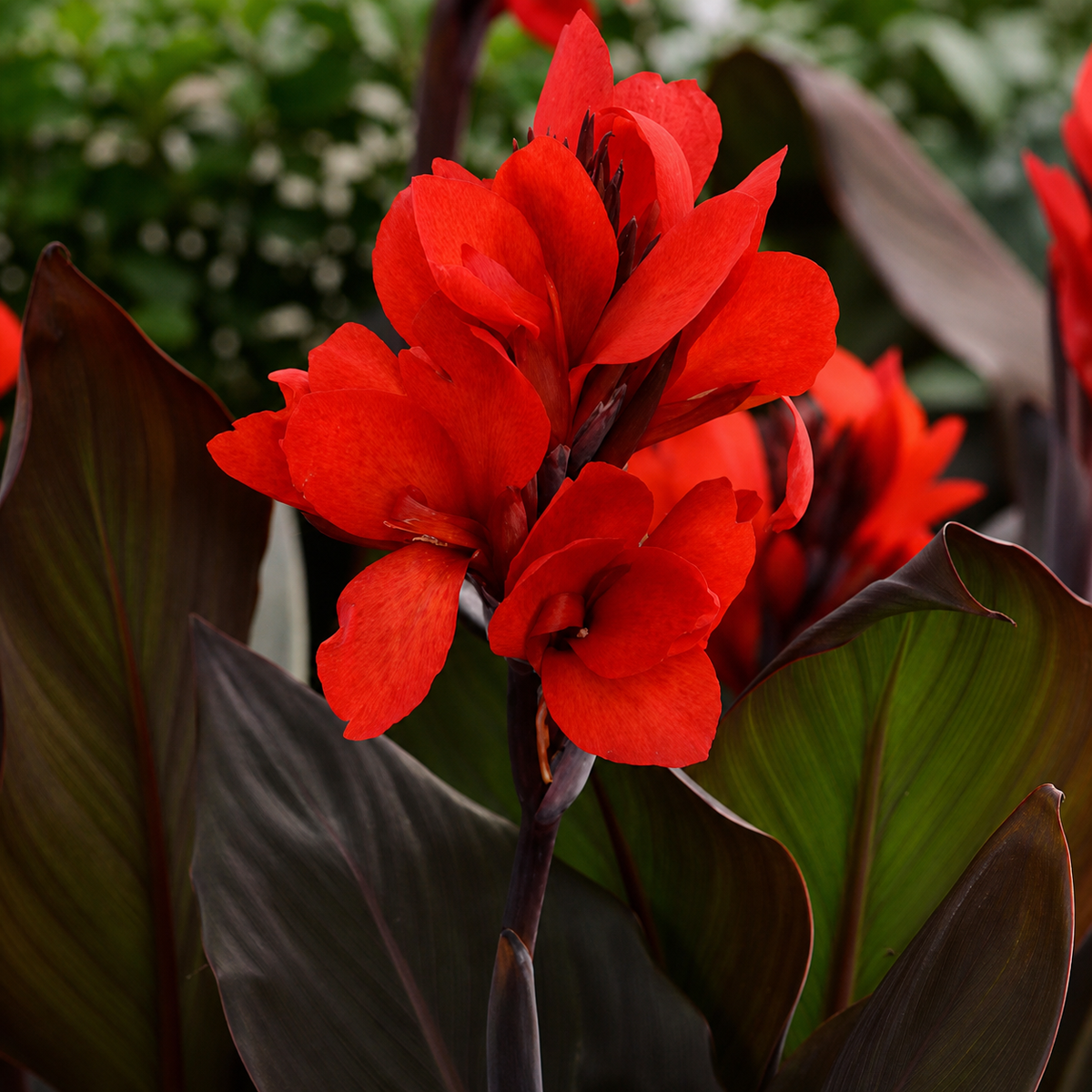 Canna Cannova F1 Bronze Scarlet Seeds - Ubuntuberg Seeds product image