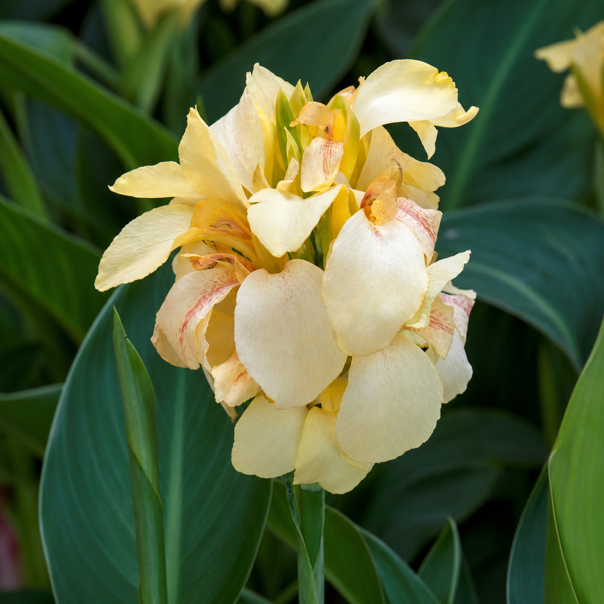 Canna Cannova F1 Lemon Seeds - Ubuntuberg Seeds product image