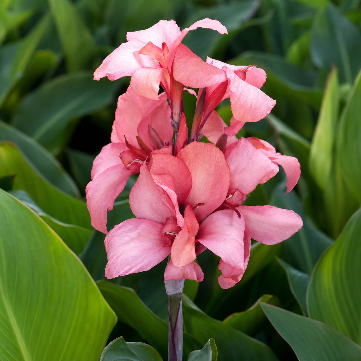 Canna Cannova F1 Mango Seeds - Ubuntuberg Seeds product image