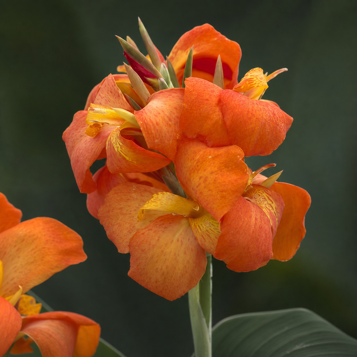 Canna Cannova F1 Orange Shades Seeds - Ubuntuberg Seeds product image