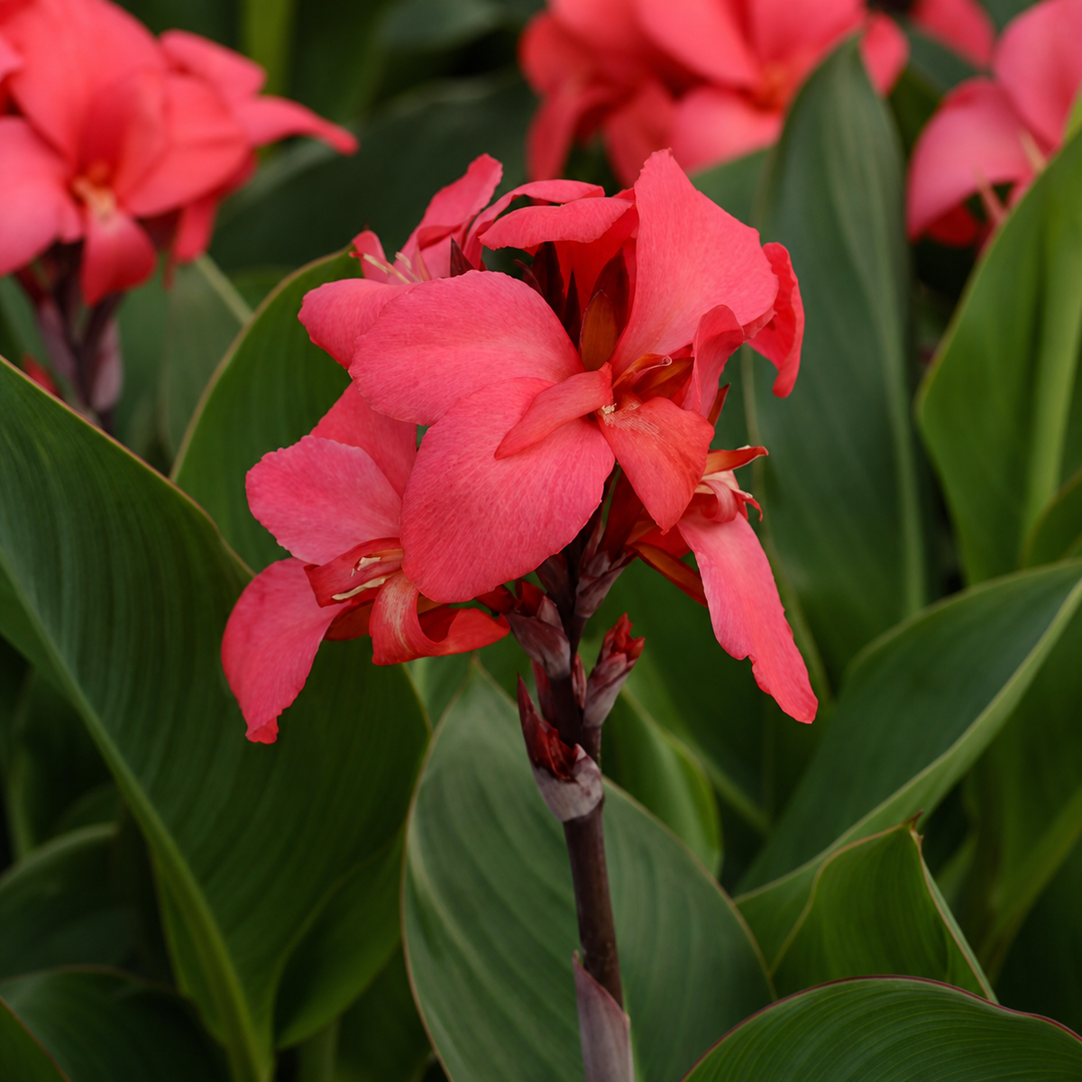Canna Cannova F1 Rose Seeds - Ubuntuberg Seeds product image