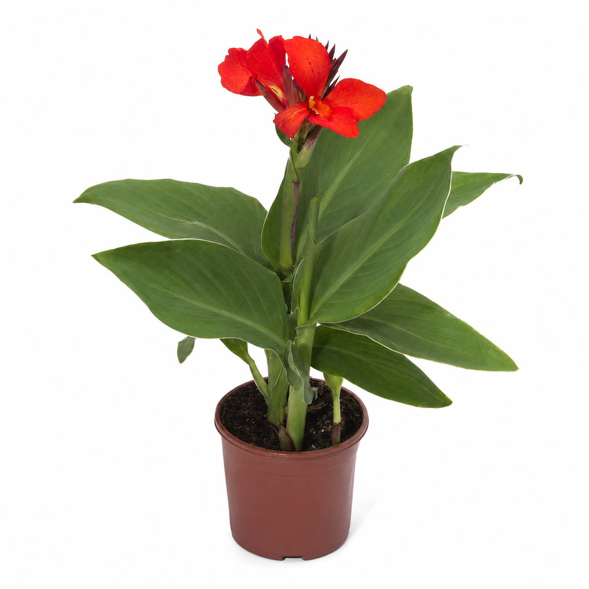 Canna Cannova F1 Scarlet Seeds - Ubuntuberg Seeds product image
