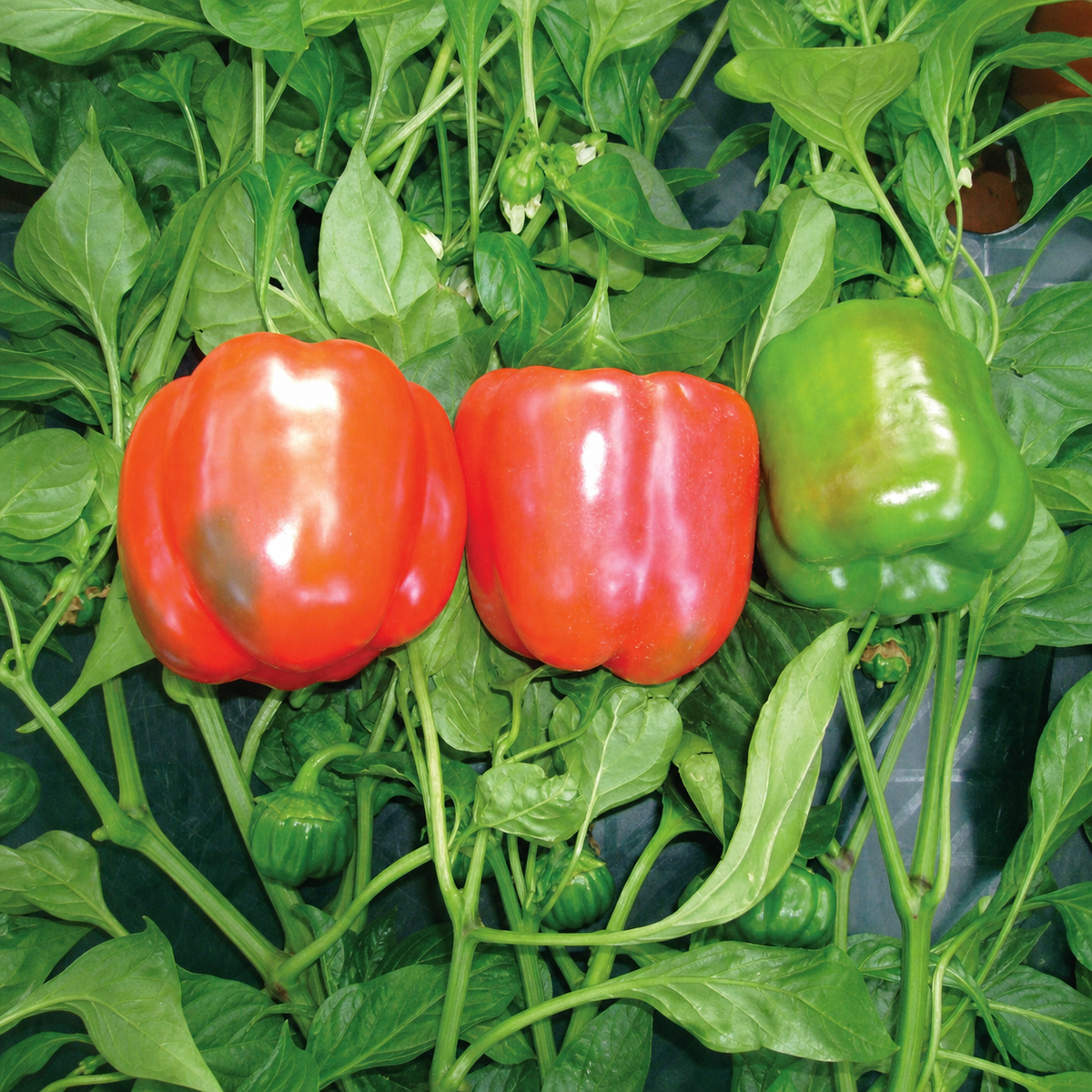 CAPSICUM SANTORINI
