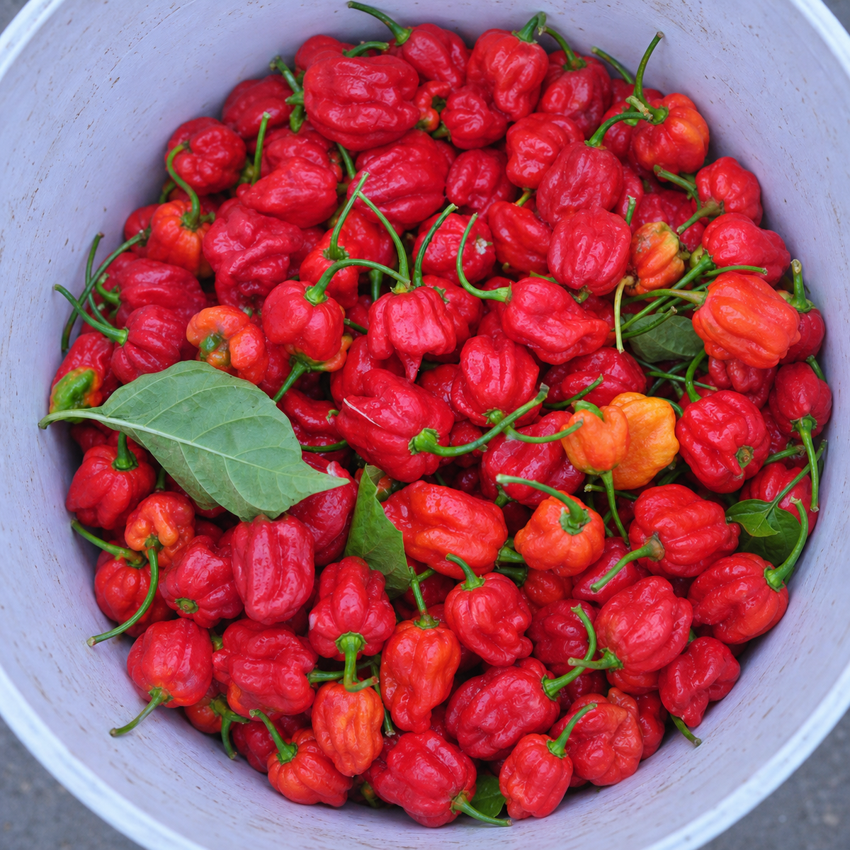 Trinidad Scorpion Chili Seeds