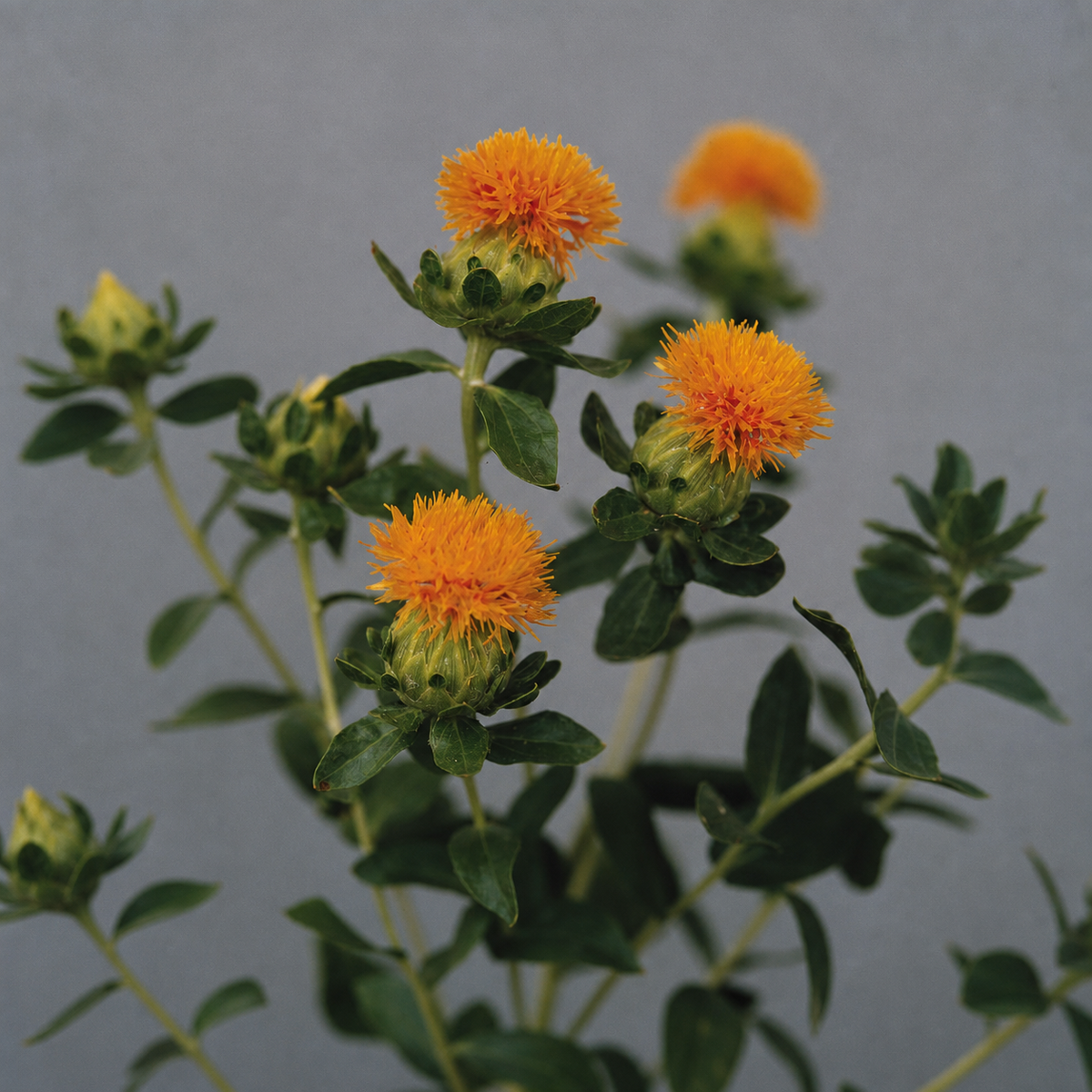 Carthamus Grenade Orange Seeds - Ubuntuberg Seeds product image