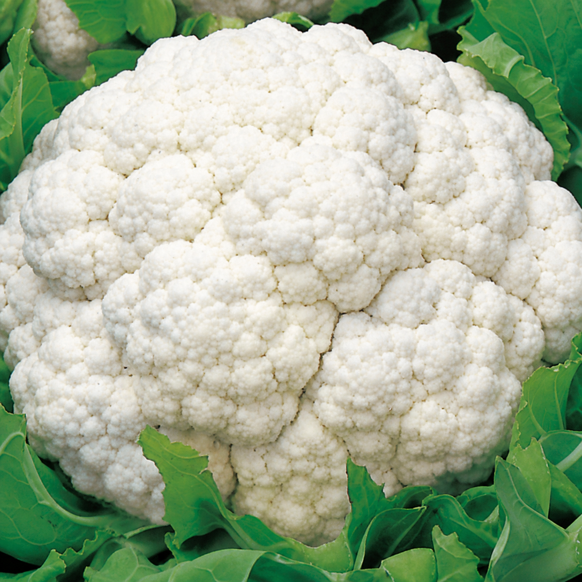 CAULIFLOWER WHITE SNOWBALL