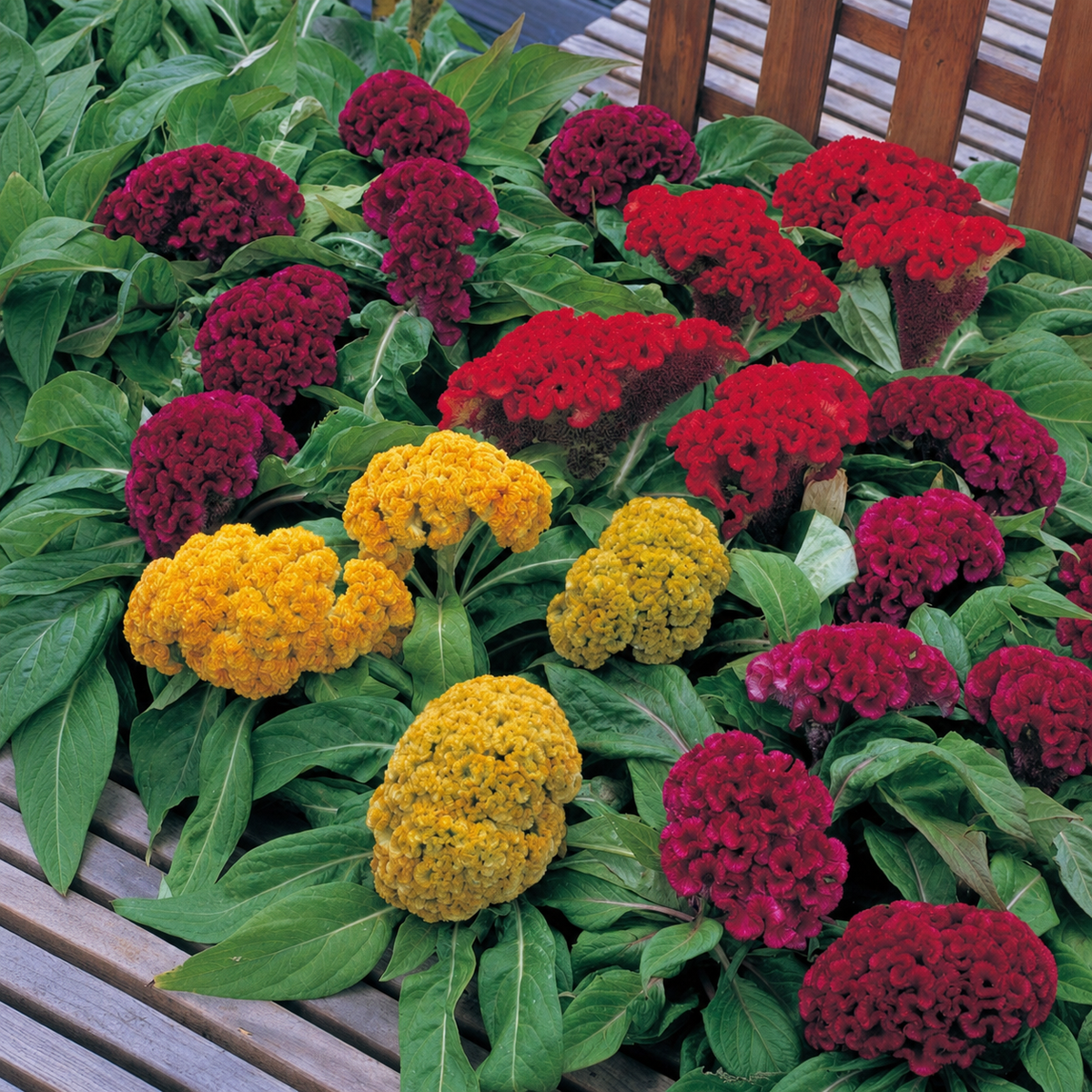 CELOSIA ARMOR MIX