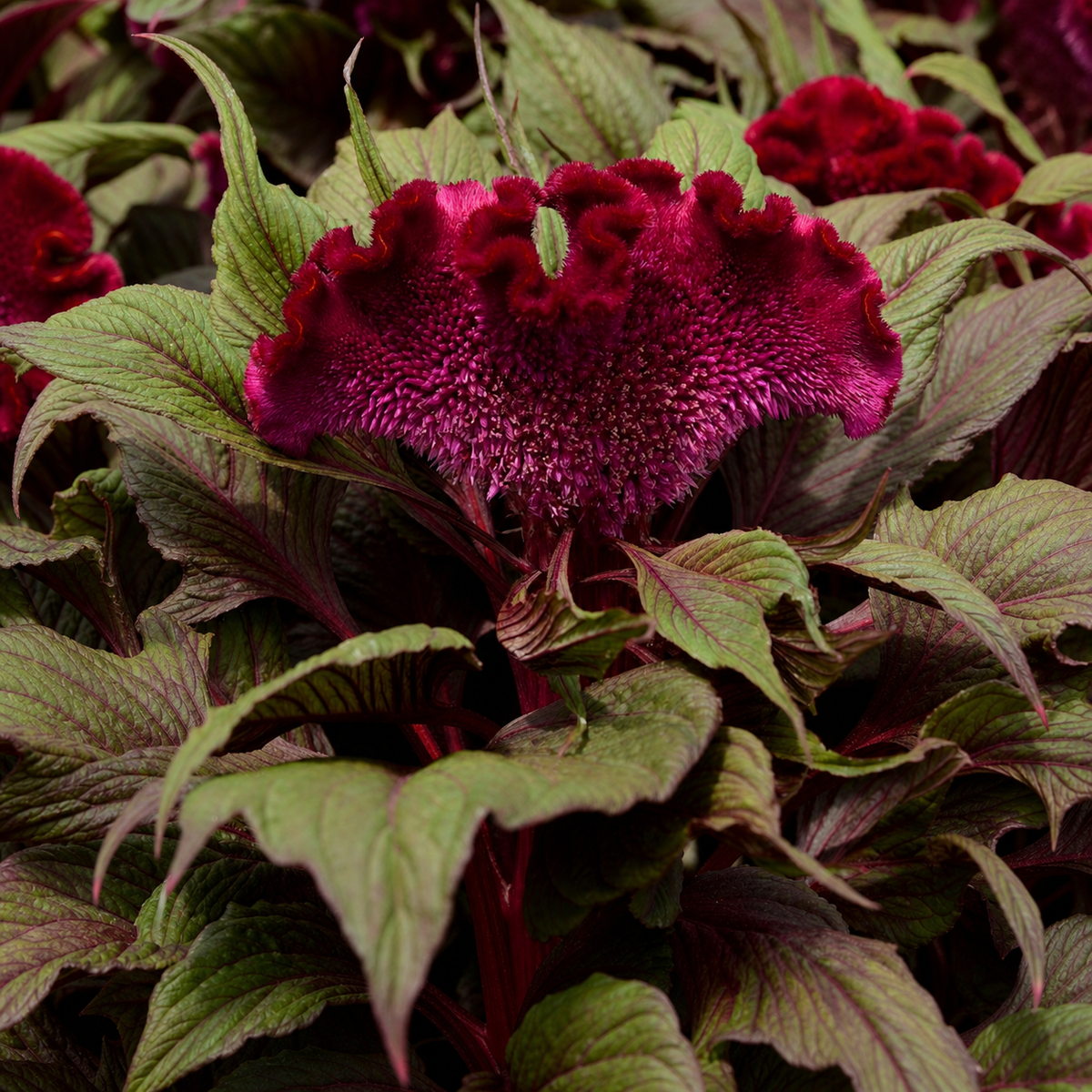 CELOSIA DRACULA