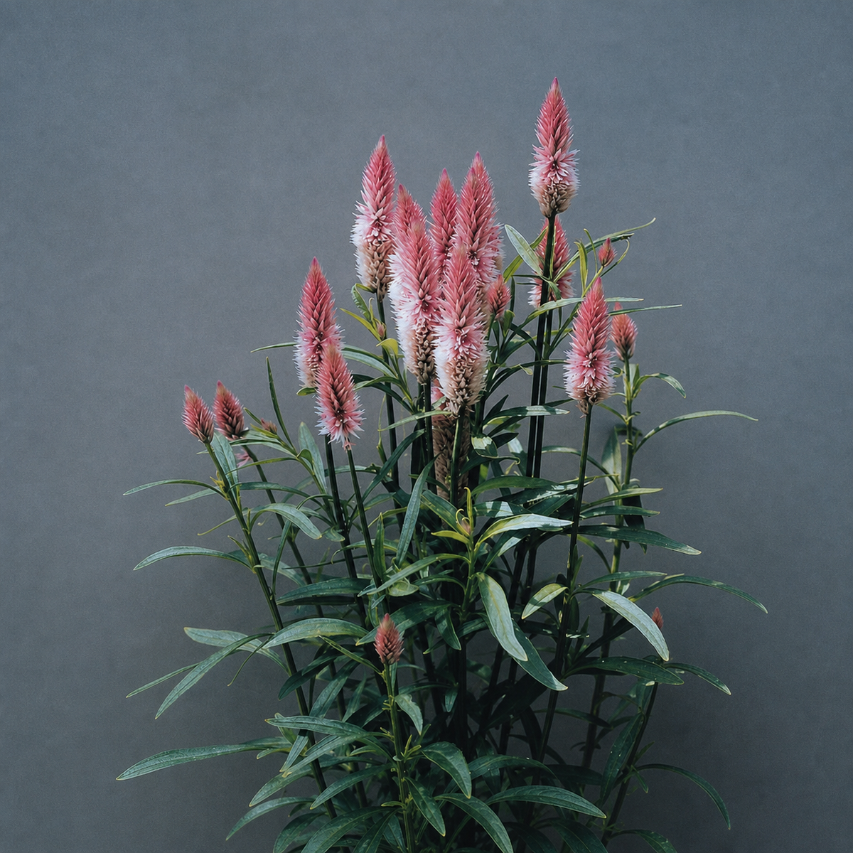 Celosia Flamingo Feather