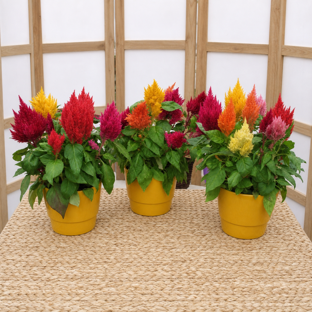 CELOSIA KIMONO MIX