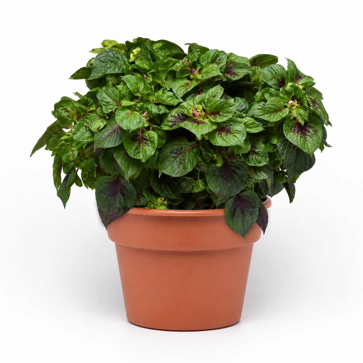 Celosia Sol Gekko Green Seeds - Ubuntuberg Seeds product image
