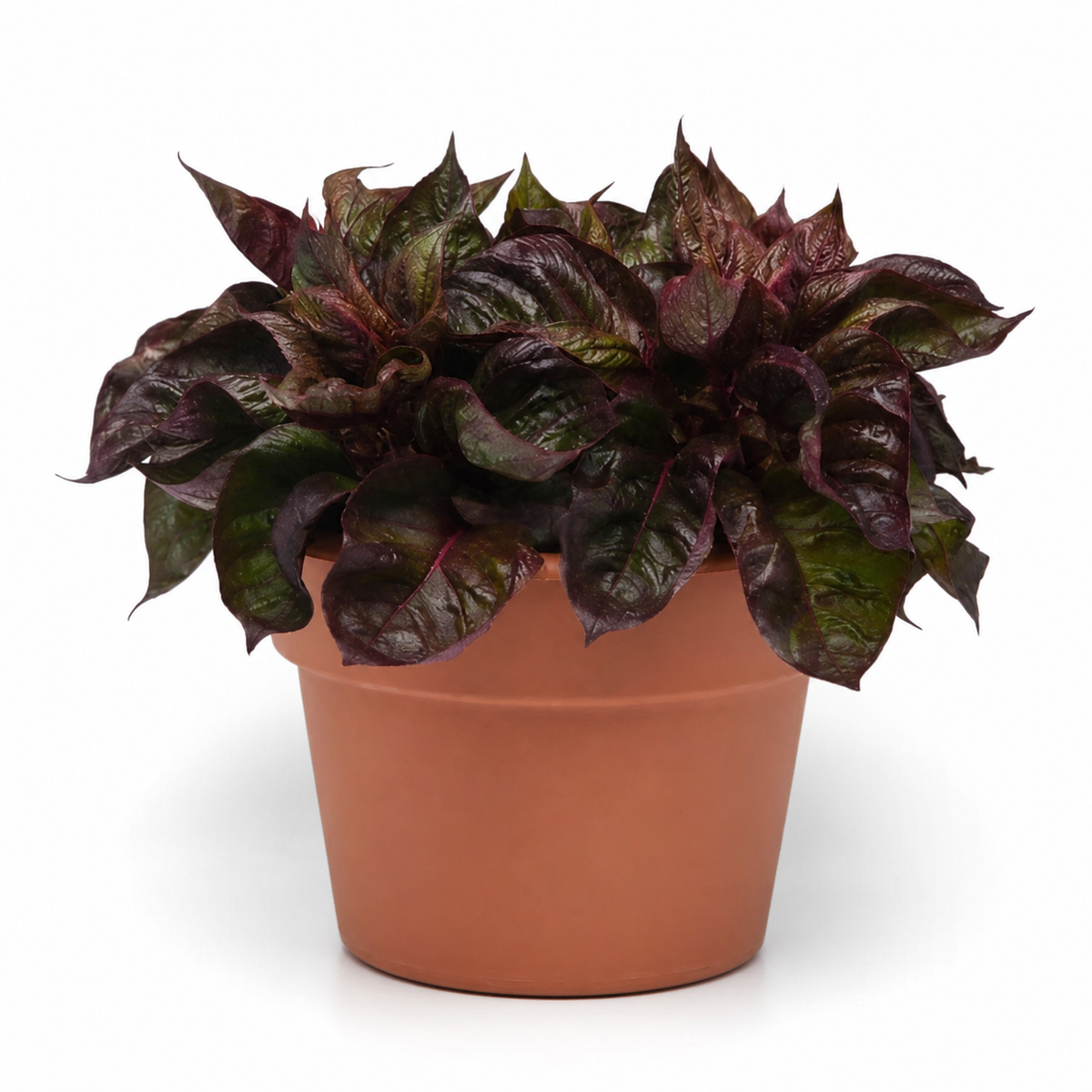 Ubuntuberg Celosia Sol Lizzard Leaf Seed