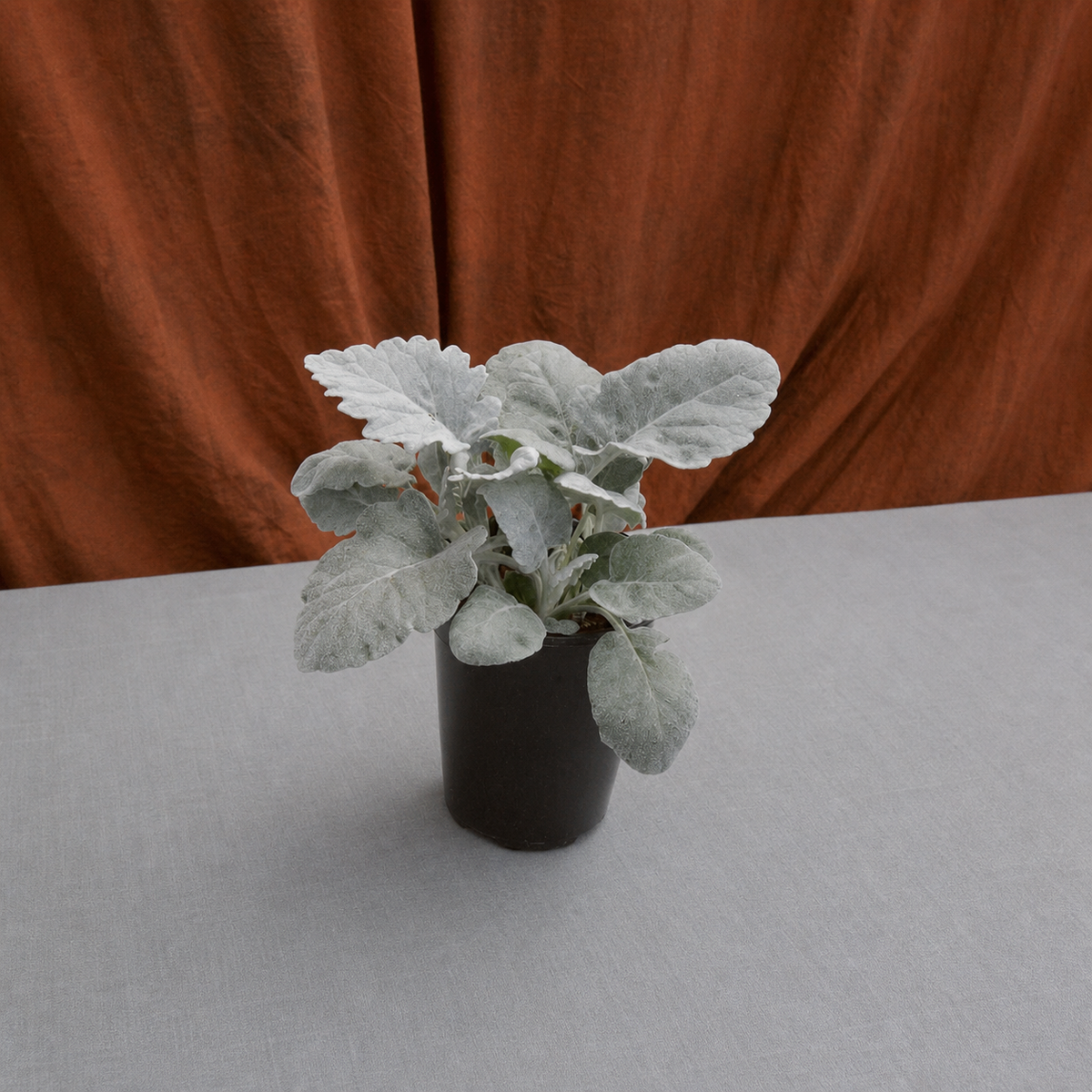 Cineraria New Look Seeds - Ubuntuberg Seeds product image