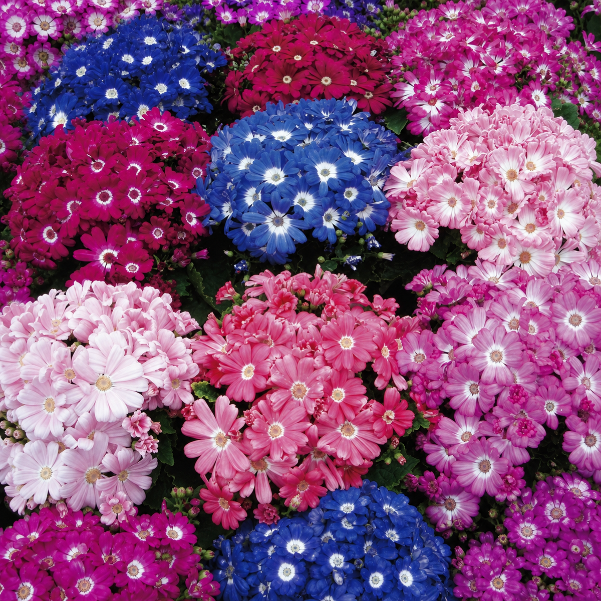 Cineraria Resort Mix Seeds - Ubuntuberg Seeds product image