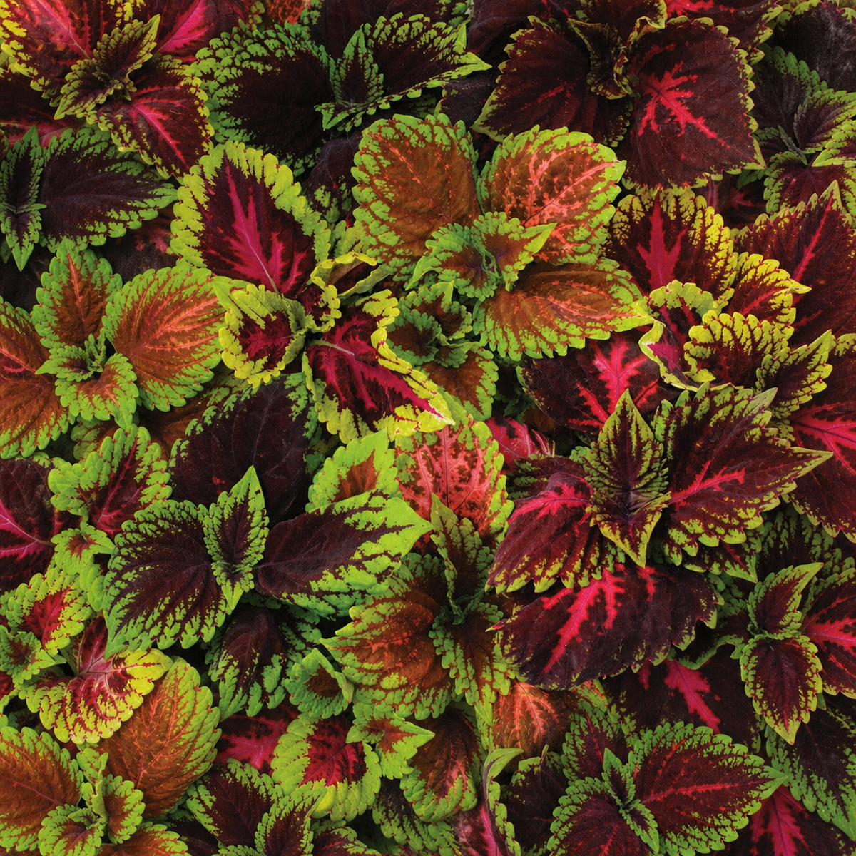 COLEUS KONG EMPIRE MIX