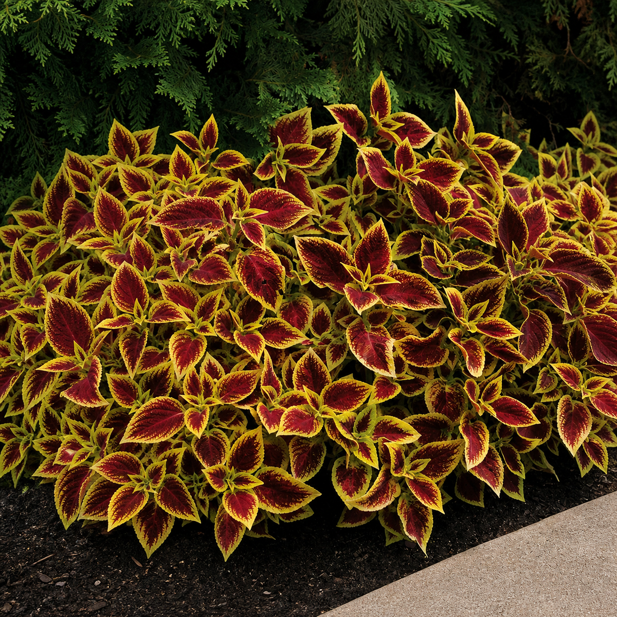 COLEUS PREMIUM CRIMSON GOLD