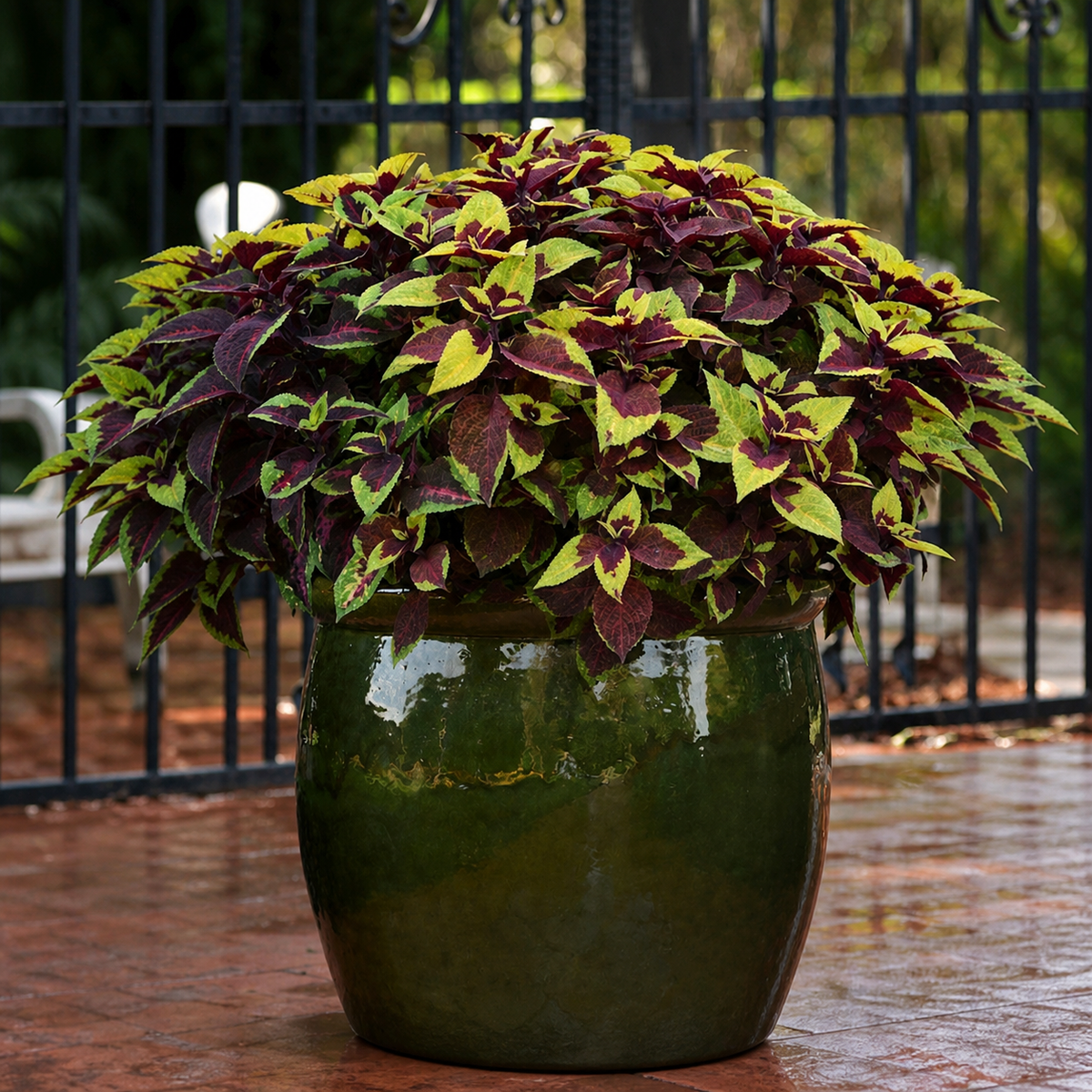 COLEUS PREMIUM PINEAPPLE SURPRISE