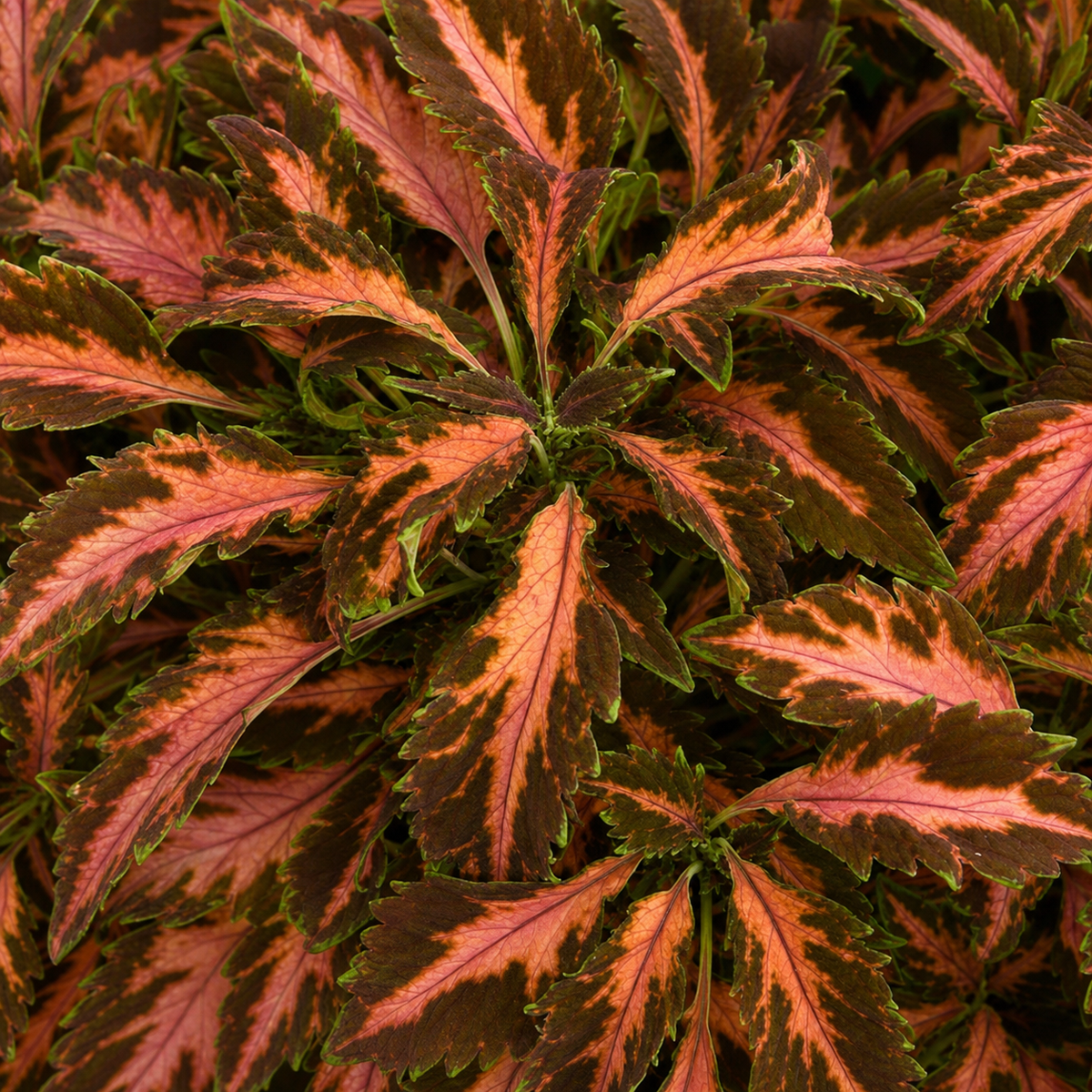 Ubuntuberg Coleus Premium Sun Coral Candy Seed