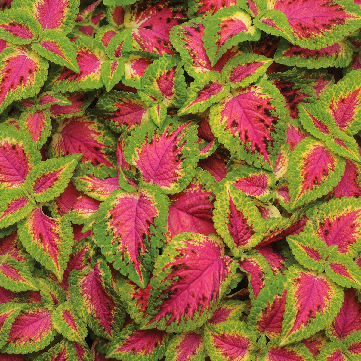 COLEUS PREMIUM WATERMELON