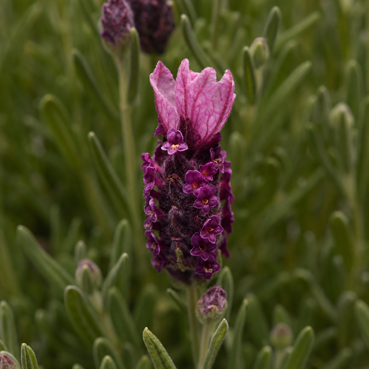 Lavender Bandera Deep Rose