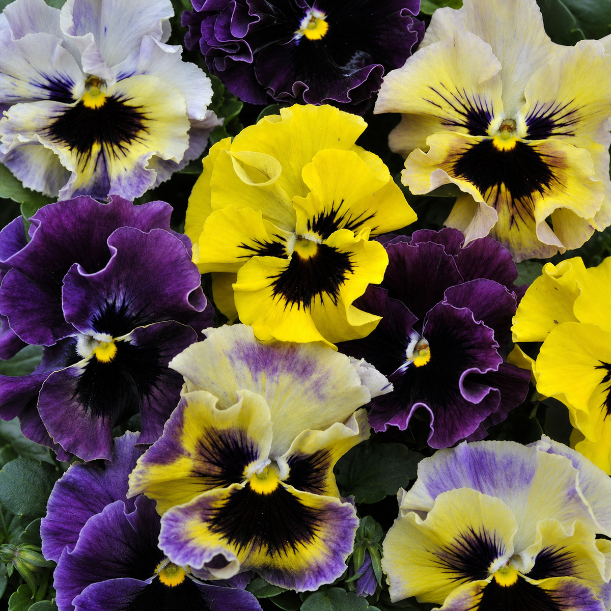 Ubuntuberg Viola Frizzle Sizzle Mini Mix Seeds